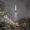 SAKURA TOWER