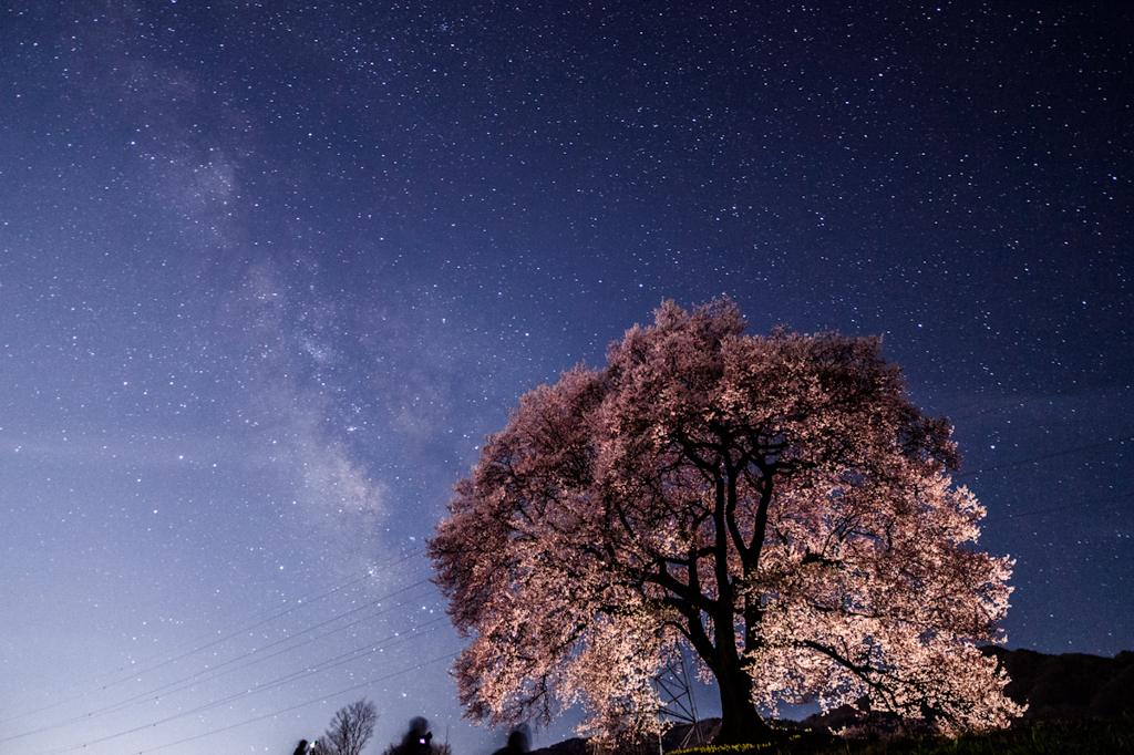星桜