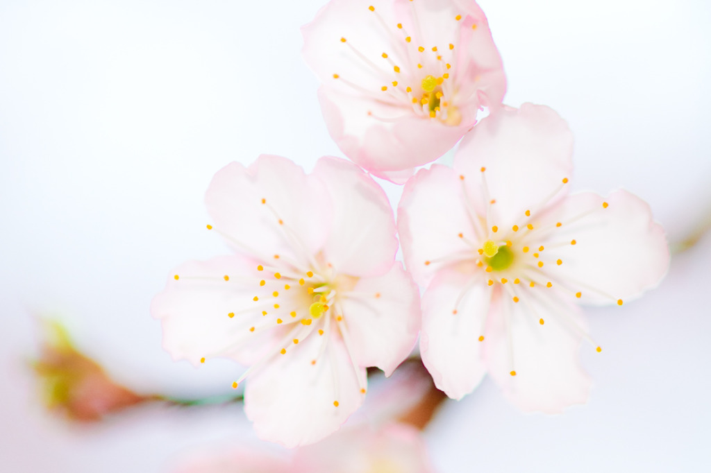 Three flowers