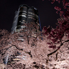 桜ヒルズ2012