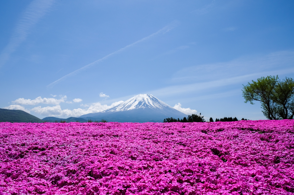 芝さくらと富士山