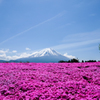 芝さくらと富士山