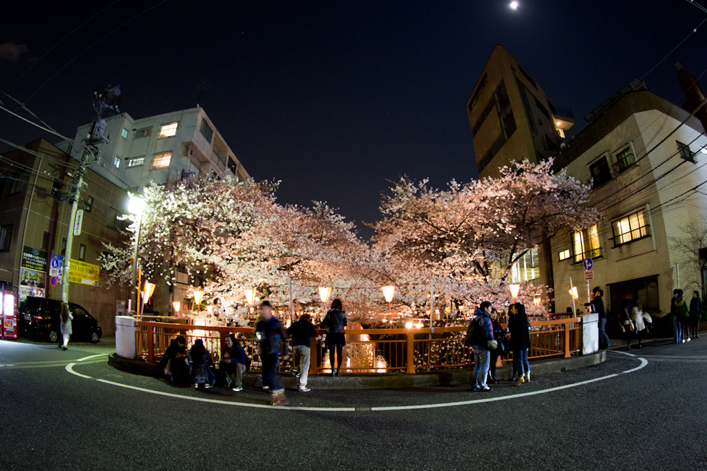 花見なう