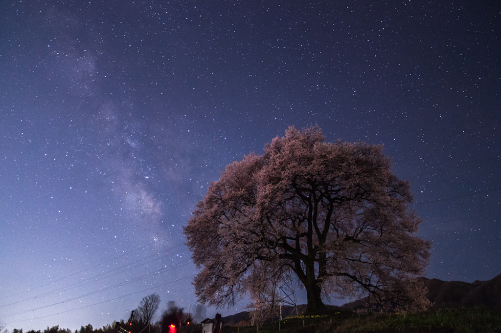 Sakura and Stars 2012