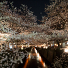 meguro sakura