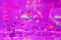 天空の魚たち pink