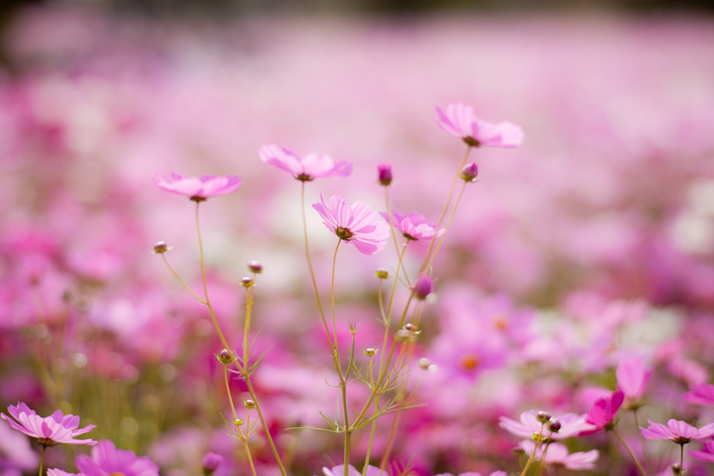 秋桜