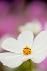 white cosmos