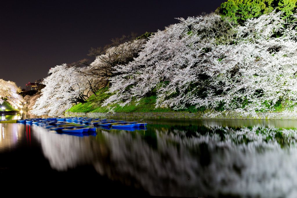 full blossom