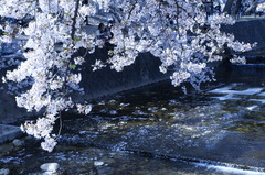 夙川桜祭りにて