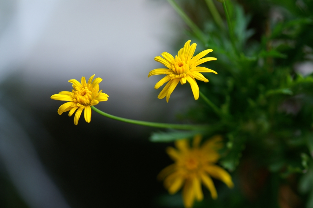 キク科の植物