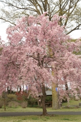 枝垂れ桜 ６（栃木県 つがの里）