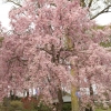 枝垂れ桜 ６（栃木県 つがの里）