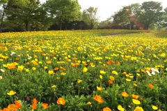 アイスランドポピー（東京・昭和記念公園）