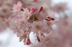 枝垂れ桜 １（栃木県 つがの里）