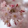 枝垂れ桜 １（栃木県 つがの里）