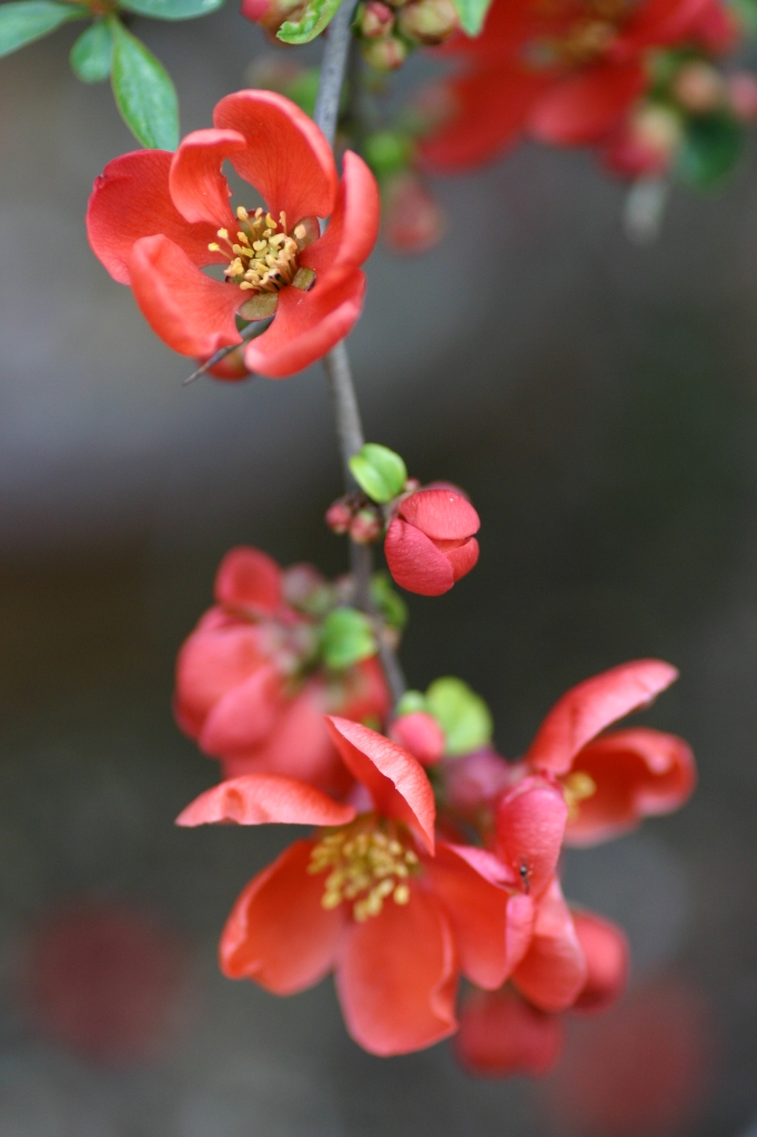 紅梅