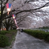 桜吹雪に染まる道