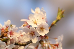 館林の桜_２