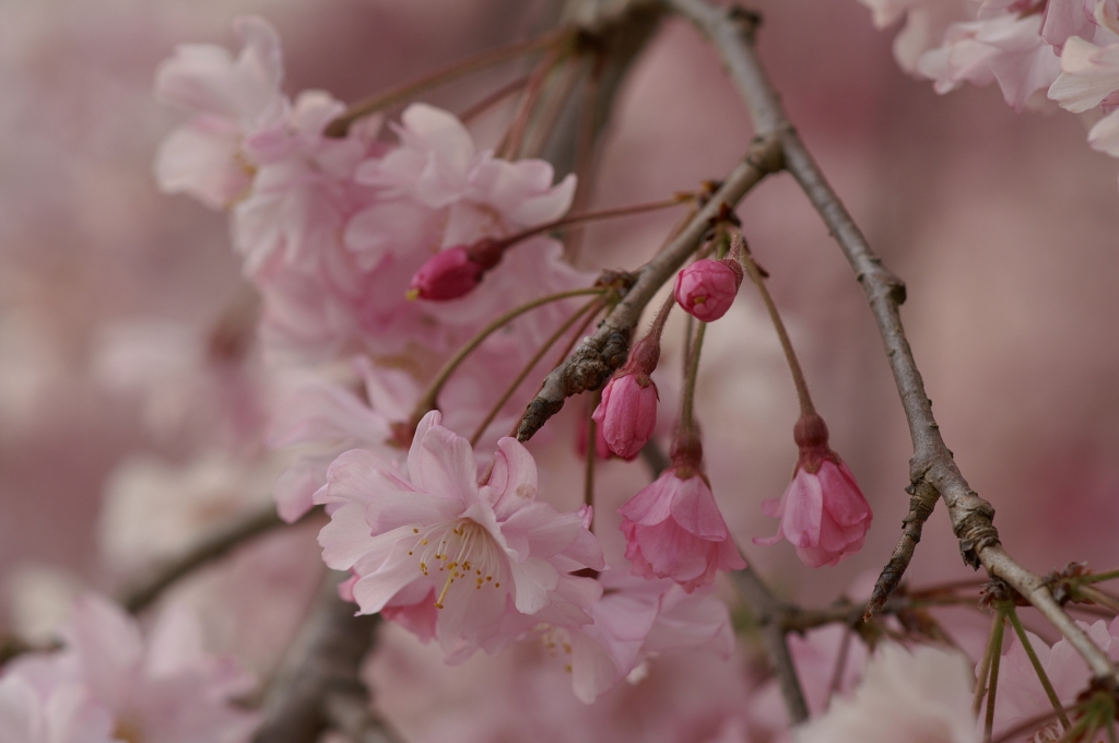 枝垂れ桜 ３（栃木県 つがの里）