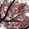 枝垂れ桜 ５（栃木県 つがの里）