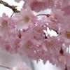 枝垂れ桜 ４（栃木県 つがの里）