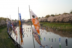 こいのぼりの里（群馬県館林市）_１