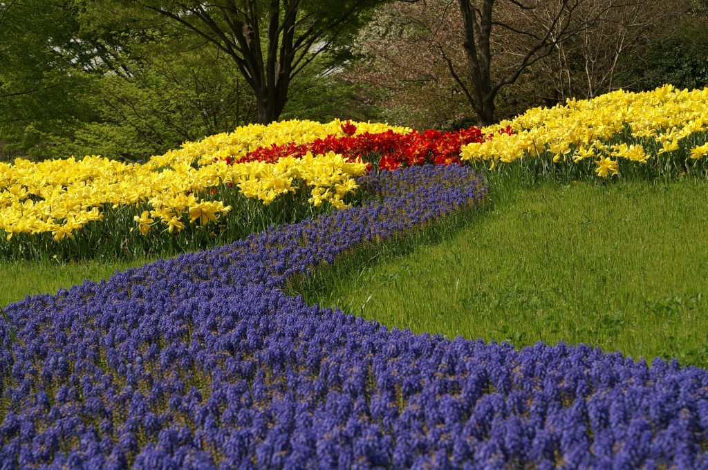 チューリップ ３（東京・昭和記念公園）