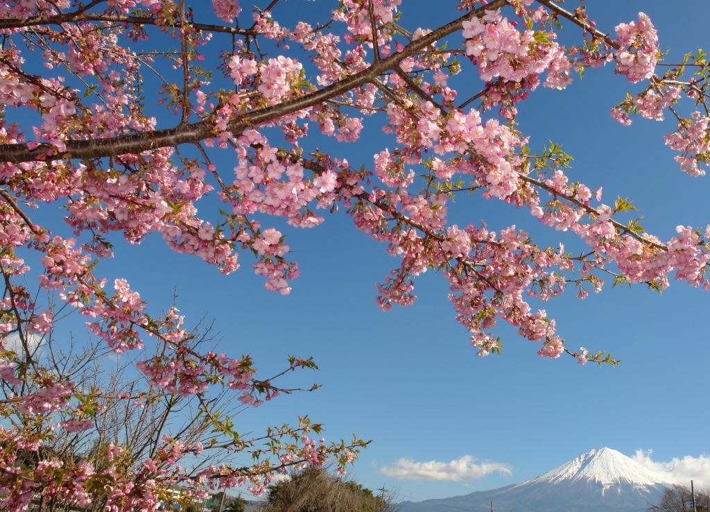 河津桜と富士