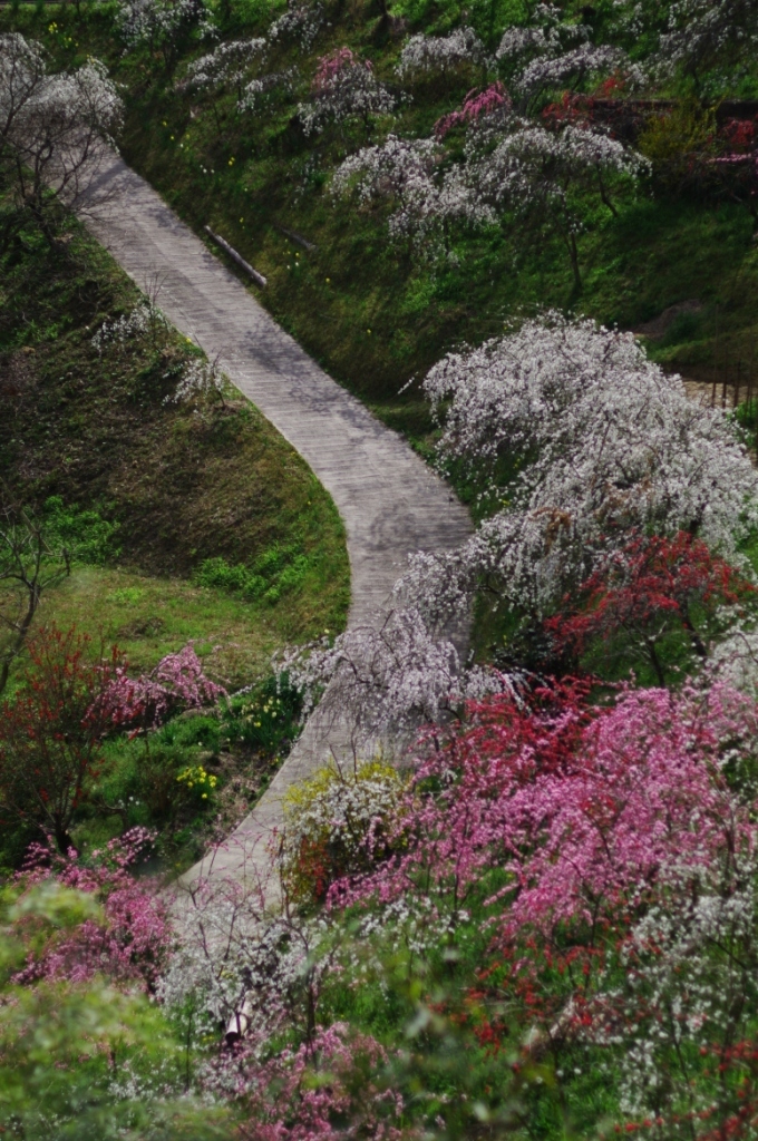 桃源路