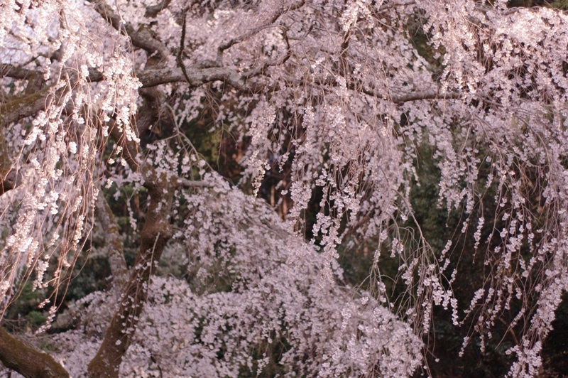 桜瀧