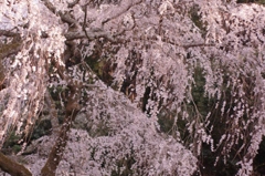 桜瀧