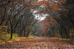 晩秋の路