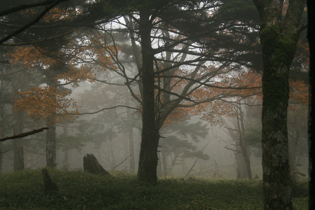 IMG_2787「大台ケ原」