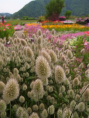 癒しの花空間