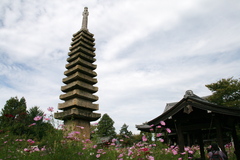 般若寺の１３重の塔とコスモス