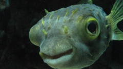 眼