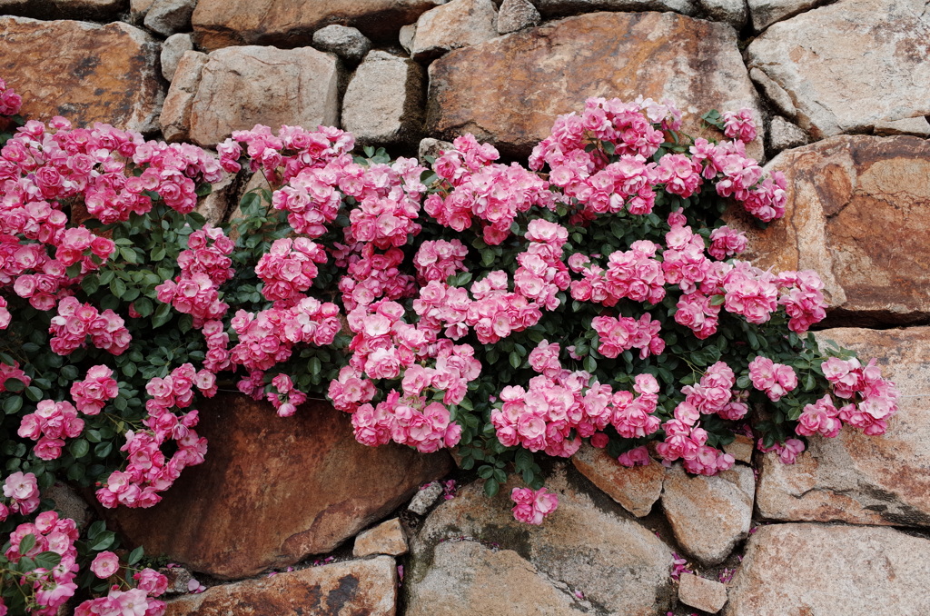 石垣に張り付いたバラの花
