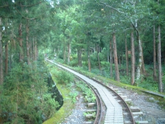 屋久島トロッコ道