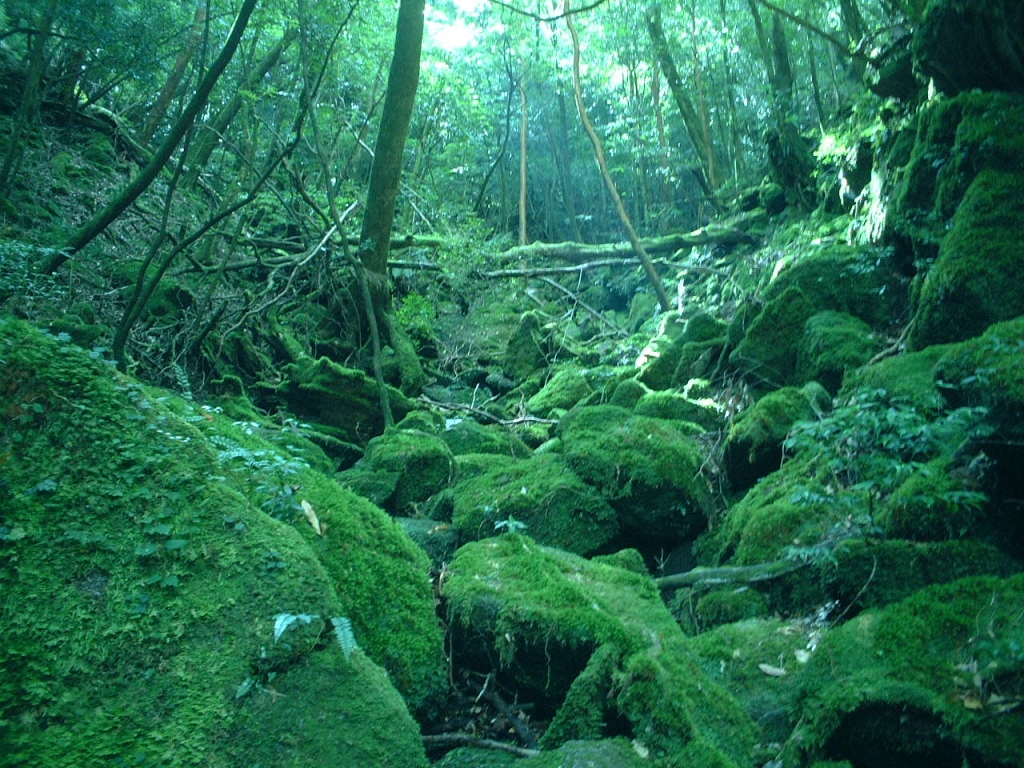 もののけの森