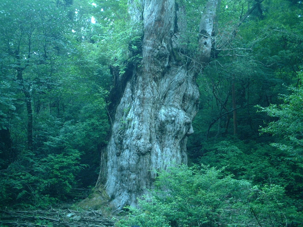 縄文杉