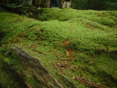 苔と木