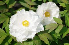牡丹の白花