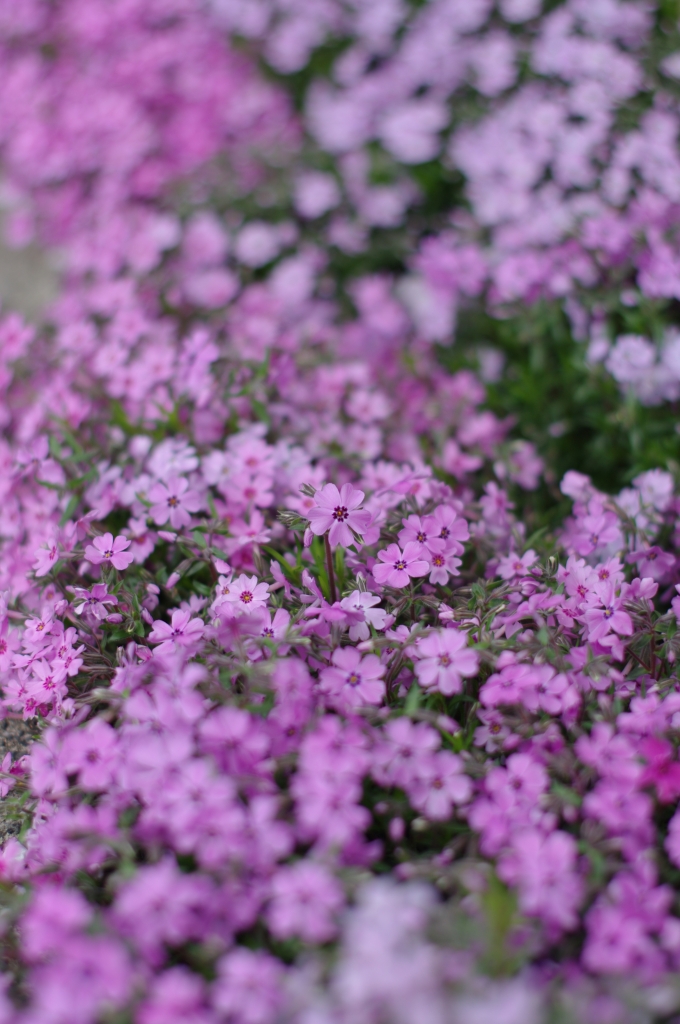 芝桜
