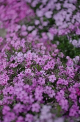 芝桜