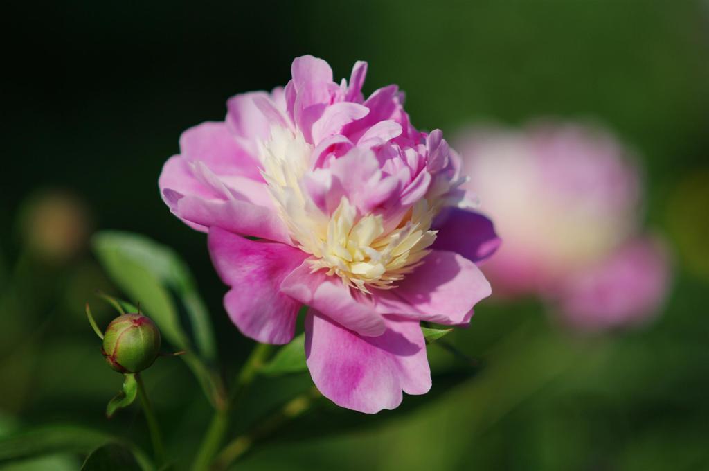 立てば芍薬