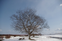 雪の公園