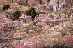 湯河原梅林