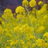 菜の花