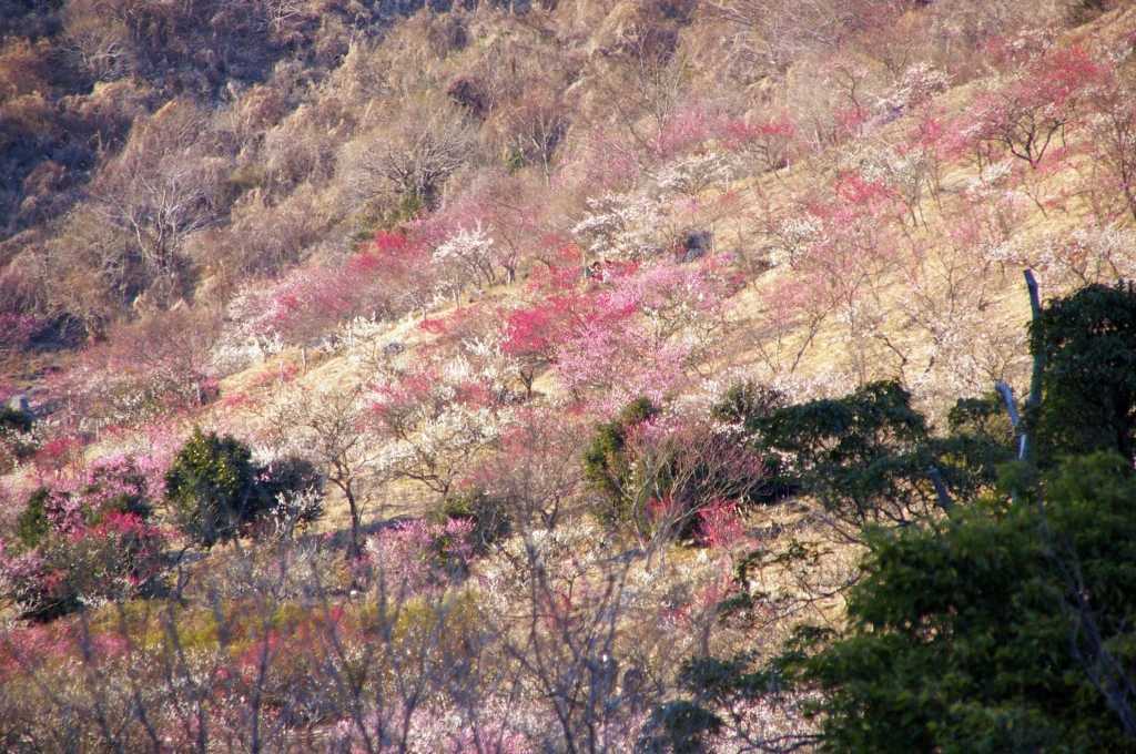 湯河原梅林